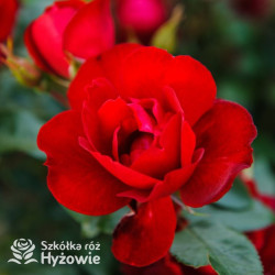 Milano® - Róże Rabatowe -