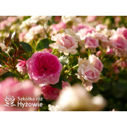 Amica® - Róże Okrywowe - 