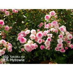 Amica® - Róże Okrywowe - 