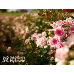 Amica® - Róże Okrywowe - 