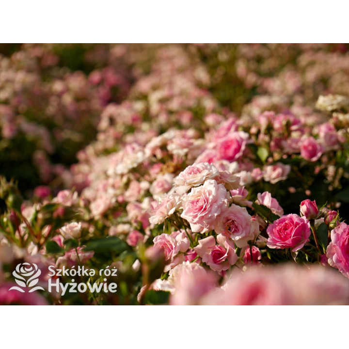 Amica® - Róże Okrywowe - 