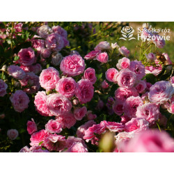 Amica® - Róże Okrywowe - 