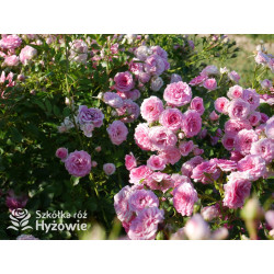 Amica® - Róże Okrywowe - 