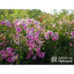 Amica® - Róże Okrywowe - 