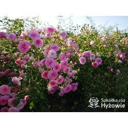 Amica® - Róże Okrywowe - 