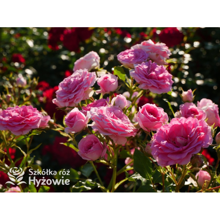 Amica® - Róże Okrywowe - 