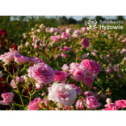 Amica® - Róże Okrywowe - 