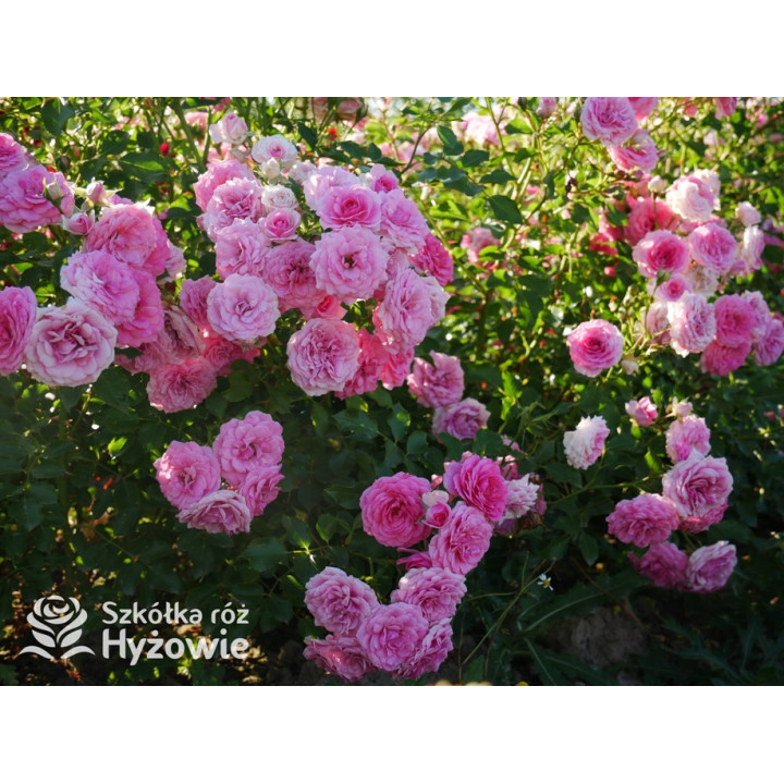 Amica® - Róże Okrywowe - 