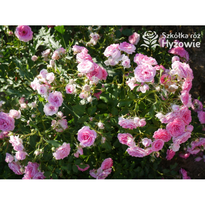 Amica® - Róże Okrywowe - 