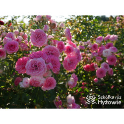 Amica® - Róże Okrywowe - 