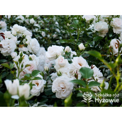 Aspirin Rose® - Róże Okrywowe - 