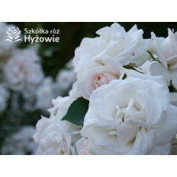 Aspirin Rose® - Róże Okrywowe - 