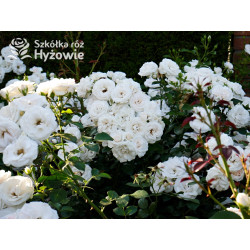 Aspirin Rose® - Róże Okrywowe - 