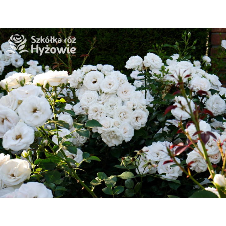 Aspirin Rose® - Róże Okrywowe - 