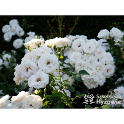 Aspirin Rose® - Róże Okrywowe - 