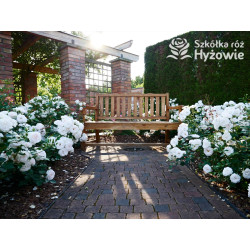 Aspirin Rose® - Róże Okrywowe - 