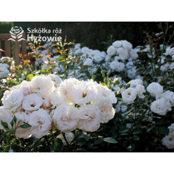 Aspirin Rose® - Róże Okrywowe - 