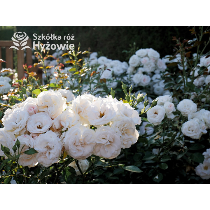 Aspirin Rose® - Róże Okrywowe - 