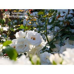 Aspirin Rose® - Róże Okrywowe - 