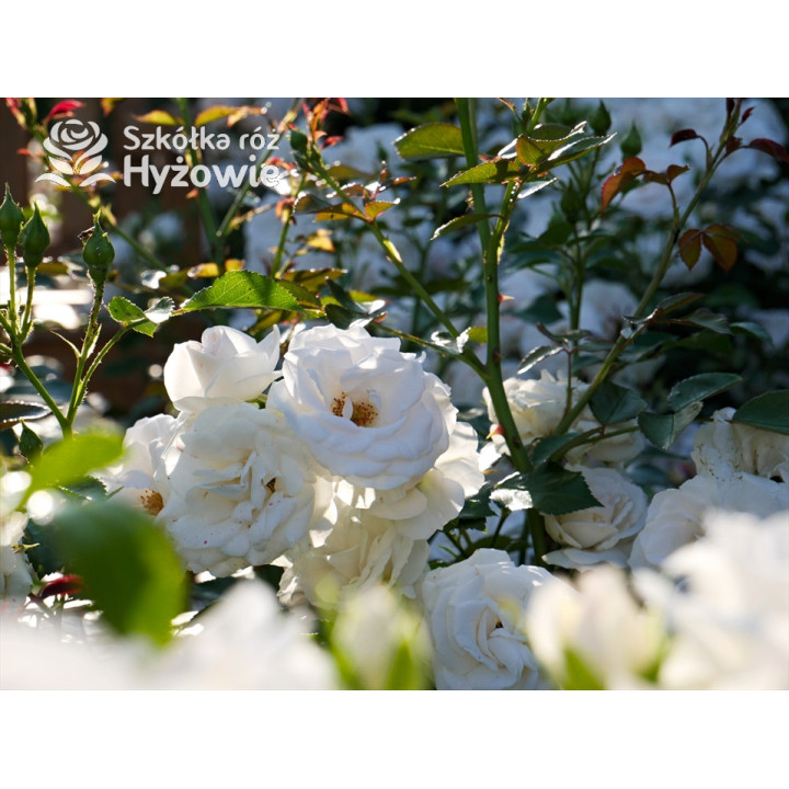 Aspirin Rose® - Róże Okrywowe - 