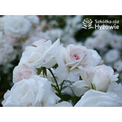 Aspirin Rose® - Róże Okrywowe - 