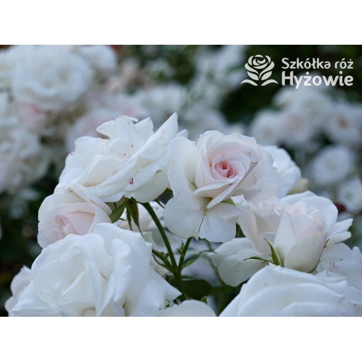 Aspirin Rose® - Róże Okrywowe - 