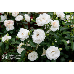 Aspirin Rose® - Róże Okrywowe - 