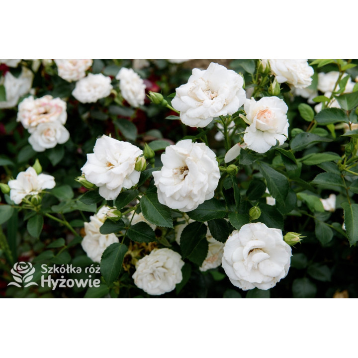 Aspirin Rose® - Róże Okrywowe - 