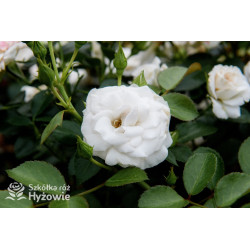 Aspirin Rose® - Róże Okrywowe - 