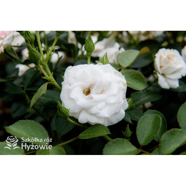 Aspirin Rose® - Róże Okrywowe - 