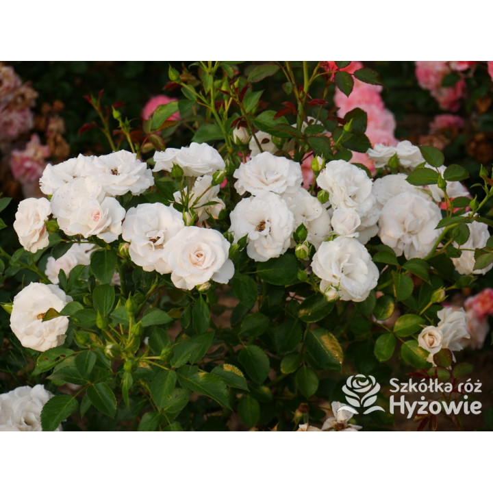 Aspirin Rose® - Róże Okrywowe - 