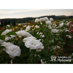 Aspirin Rose® - Róże Okrywowe - 