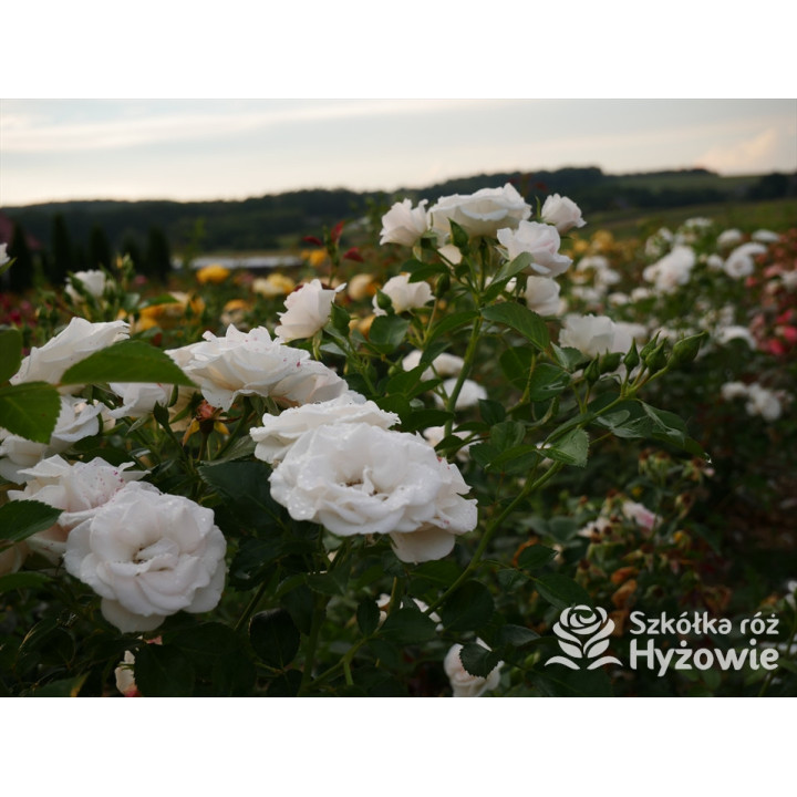 Aspirin Rose® - Róże Okrywowe - 