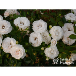 Aspirin Rose® - Róże Okrywowe - 