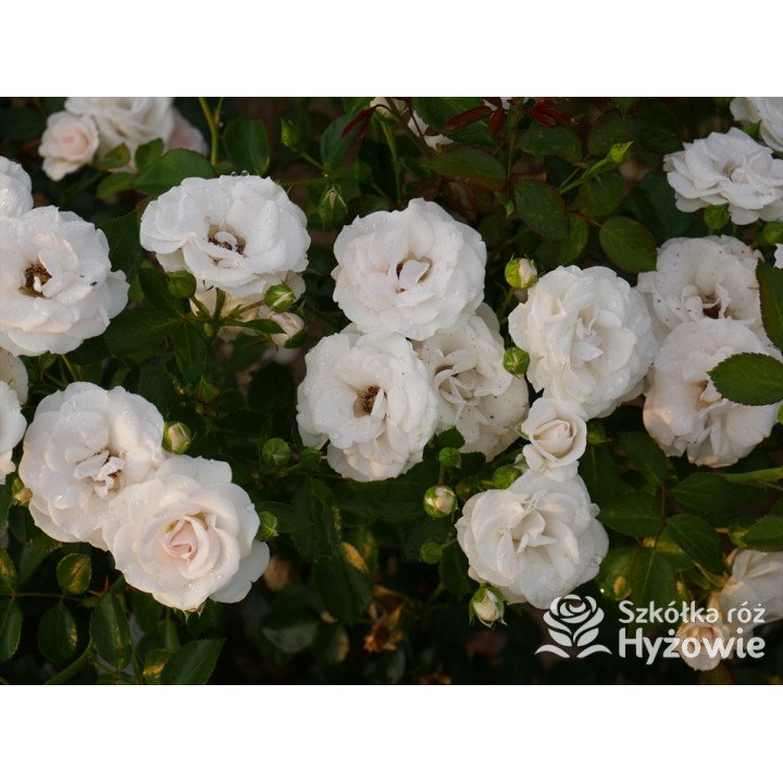 Aspirin Rose® - Róże Okrywowe - 