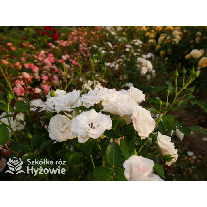 Aspirin Rose® - Róże Okrywowe - 