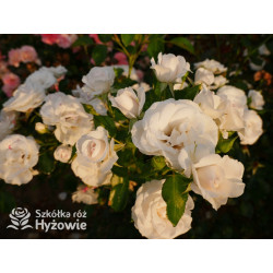 Aspirin Rose® - Róże Okrywowe - 