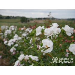 Aspirin Rose® - Róże Okrywowe - 