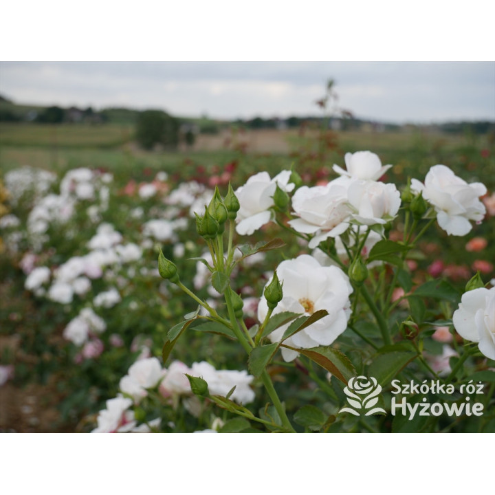 Aspirin Rose® - Róże Okrywowe - 