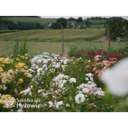 Aspirin Rose® - Róże Okrywowe - 