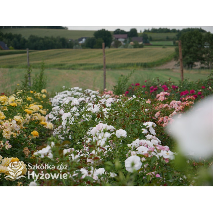 Aspirin Rose® - Róże Okrywowe - 