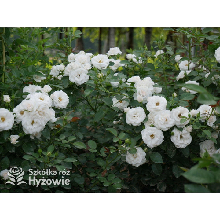 Aspirin Rose® - Róże Okrywowe - 