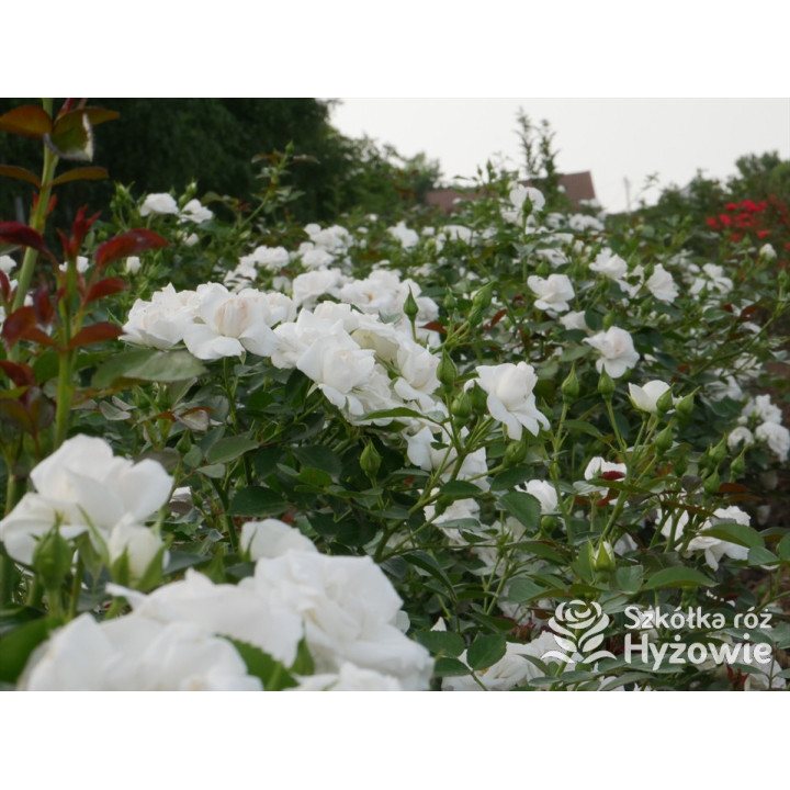 Aspirin Rose® - Róże Okrywowe - 