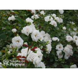 Aspirin Rose® - Róże Okrywowe - 