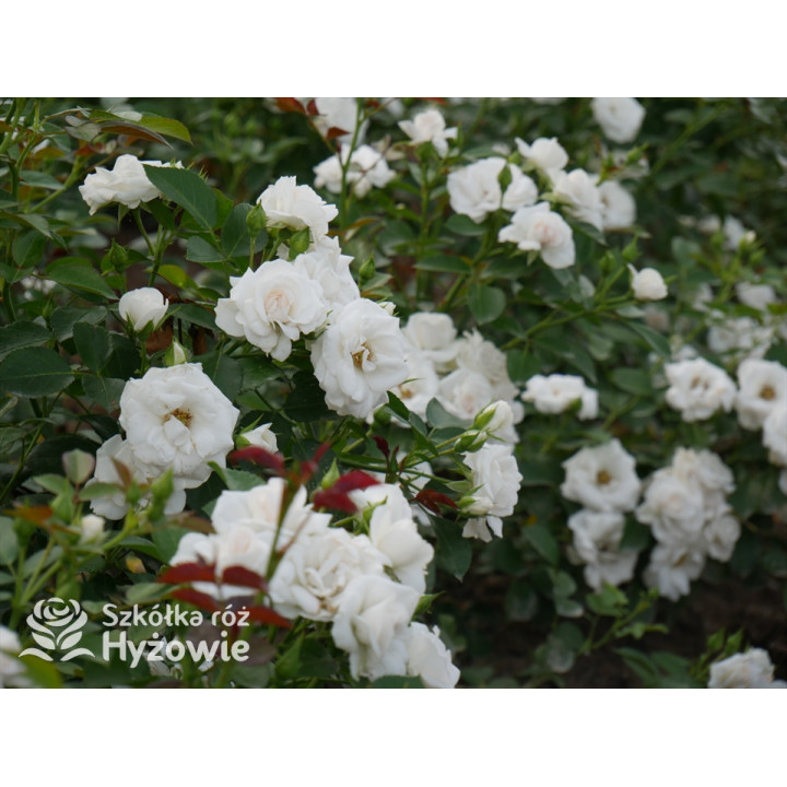 Aspirin Rose® - Róże Okrywowe - 