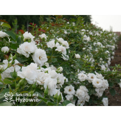 Aspirin Rose® - Róże Okrywowe - 