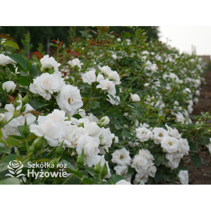 Aspirin Rose® - Róże Okrywowe - 