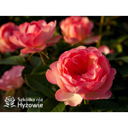 Auguste Escoffier® - Róże Rabatowe -  Auguste Escoffier® - Róże Rabatowe -