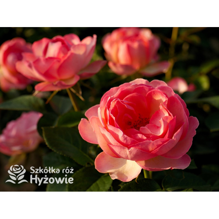 Auguste Escoffier® - Róże Rabatowe -  Auguste Escoffier® - Róże Rabatowe -