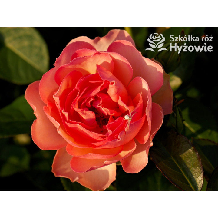 Auguste Escoffier® - Róże Rabatowe -  Auguste Escoffier® - Róże Rabatowe -